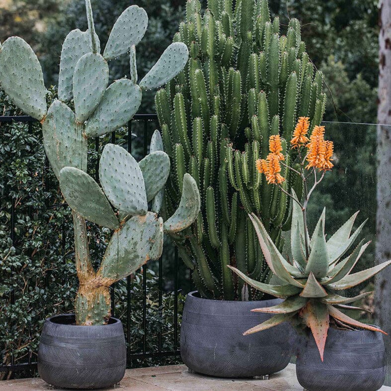 Euphorbia Cowboy Brookfield Gardens 