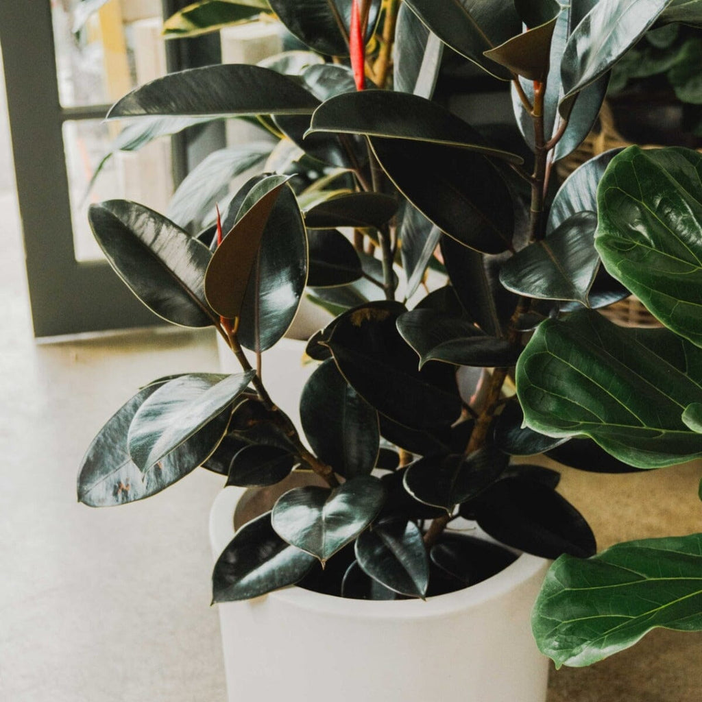 Ficus Elastica Burgundy