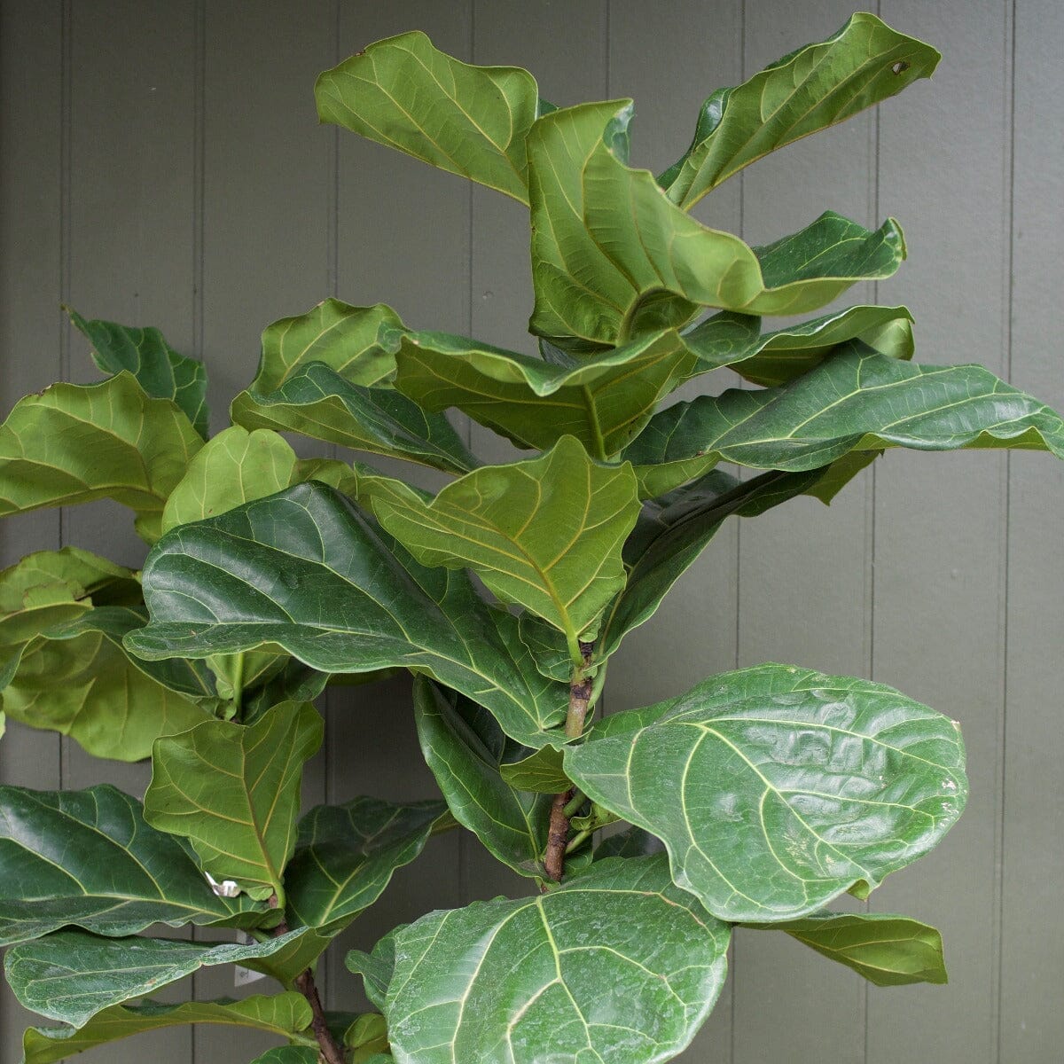 Ficus Lyrata Brookfield Gardens 