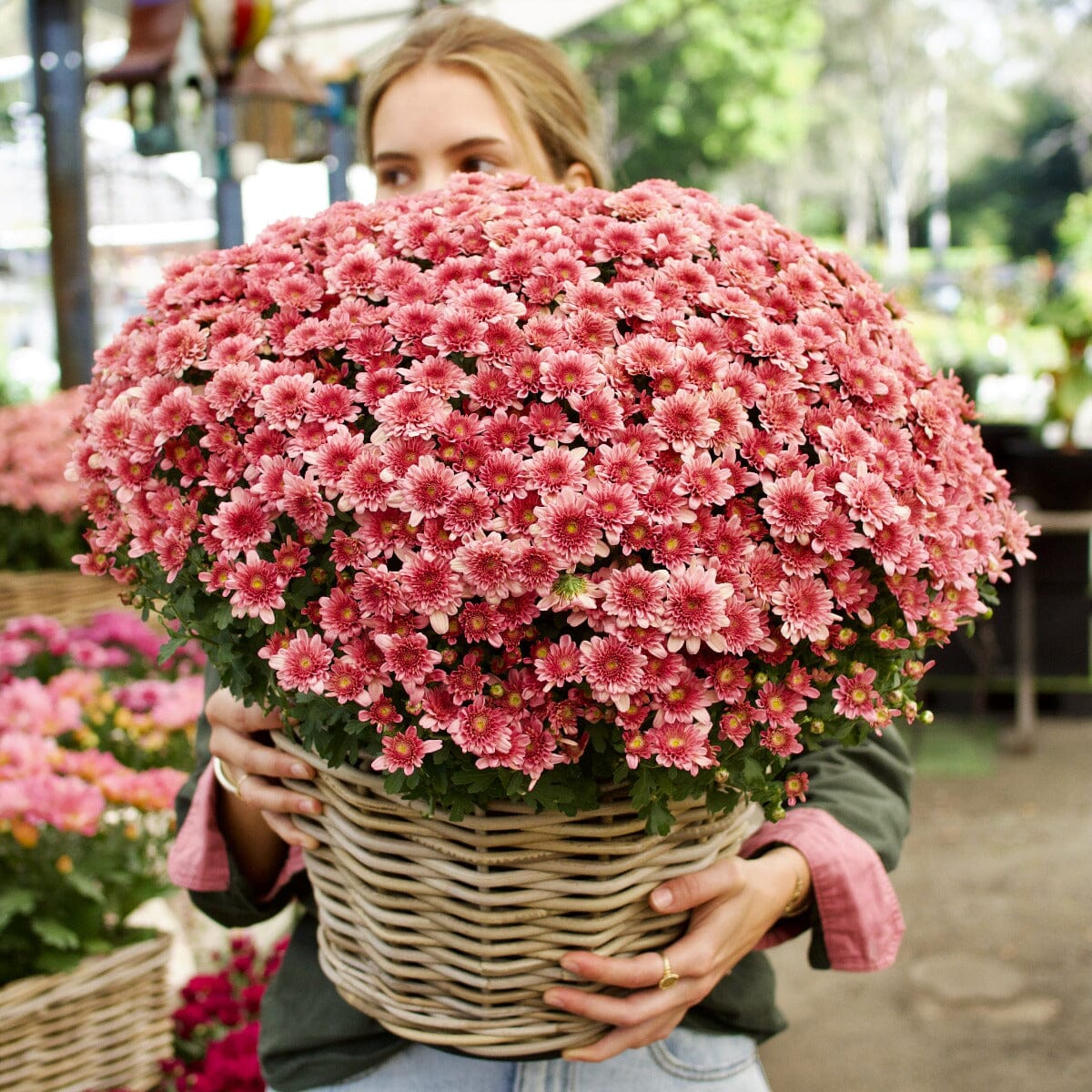 Garden Mum in Basket Hampers Brookfield Gardens 