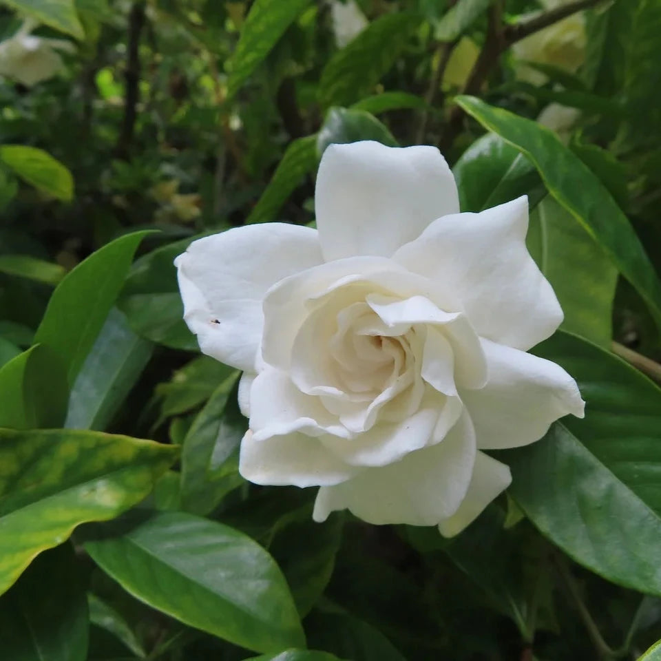 Gardenia augusta 'Florida' Brookfield Gardens 