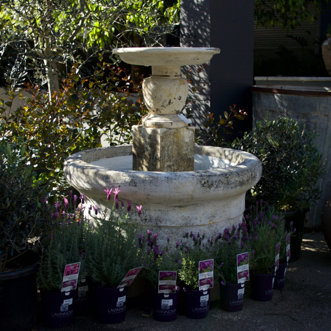 Graceville classical garden fountain with large round basin, pedestal and upper water bowl surrounded by garden planting.