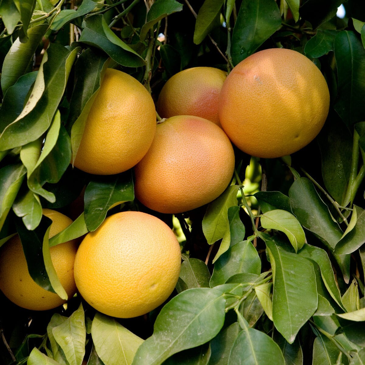 Grapefruit Fruit Trees Brookfield Gardens 