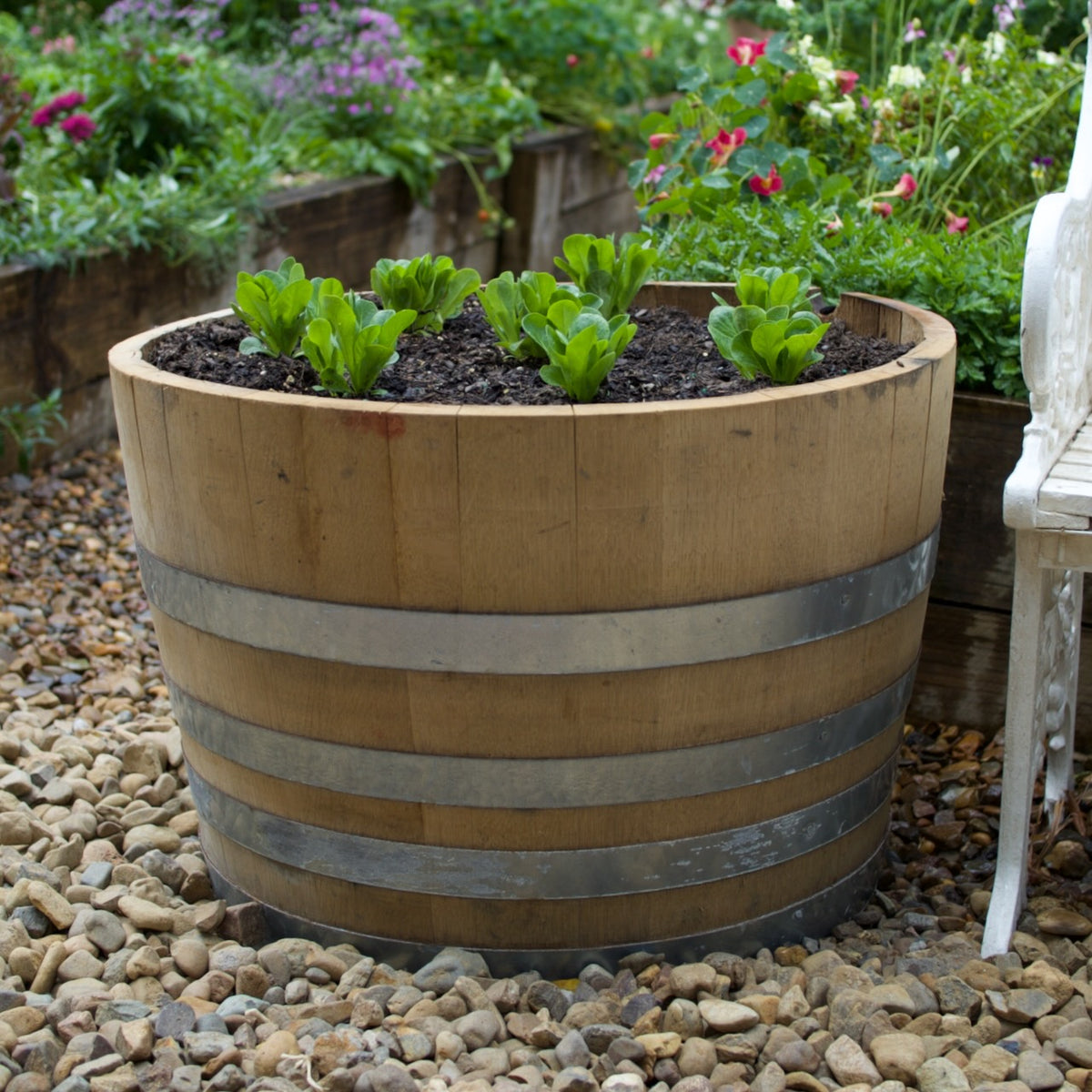 Authentic Bordeaux half oak wine barrel planted as a large garden planter, available in limited numbers at Brookfield Gardens Brisbane.