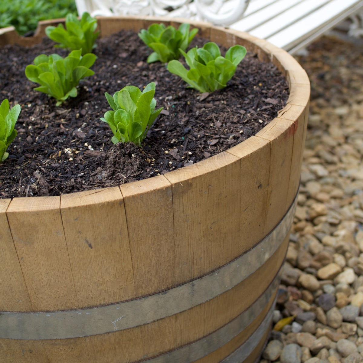 Authentic Bordeaux half oak wine barrel planted as a large garden planter, available in limited numbers at Brookfield Gardens Brisbane.