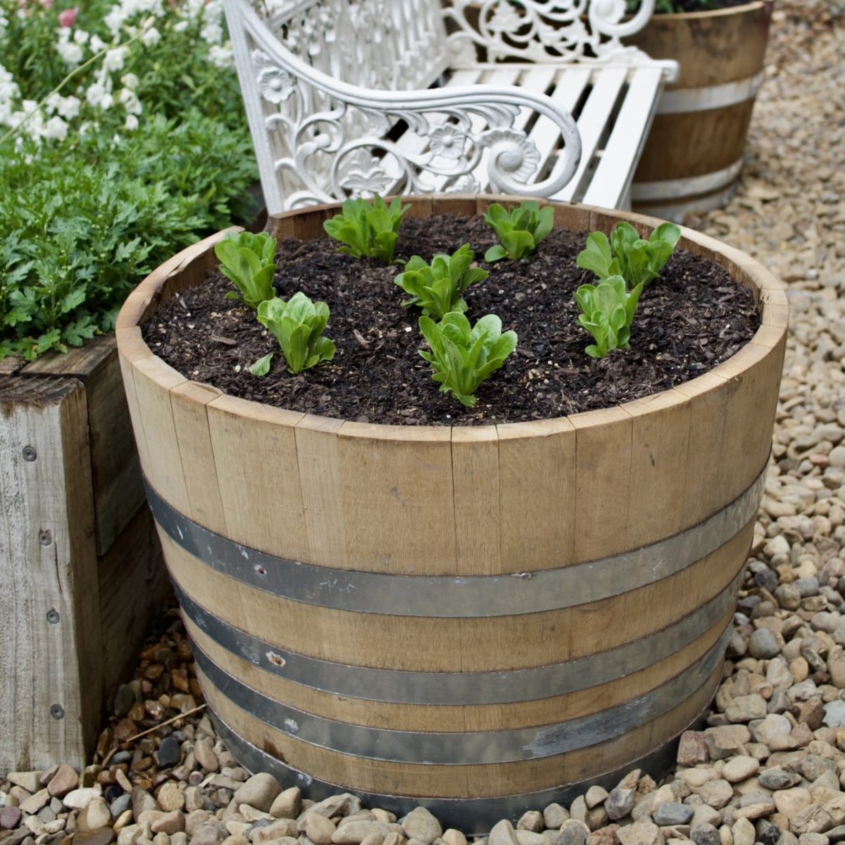 A large wooden barrel planter with metal bands, filled with soil and small green plants, set outdoors on a bed of gravel next to a white garden bench.