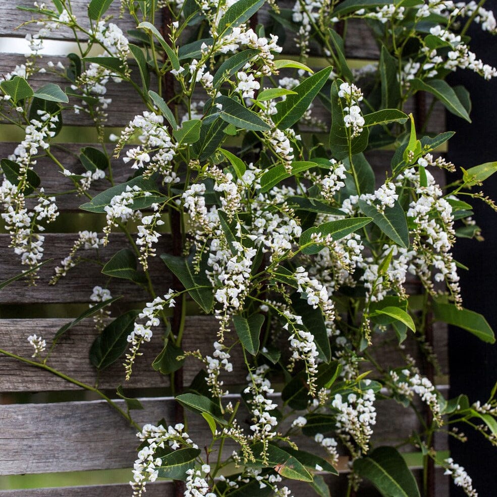 Hardenbergia 'White Out' Brookfield Gardens 