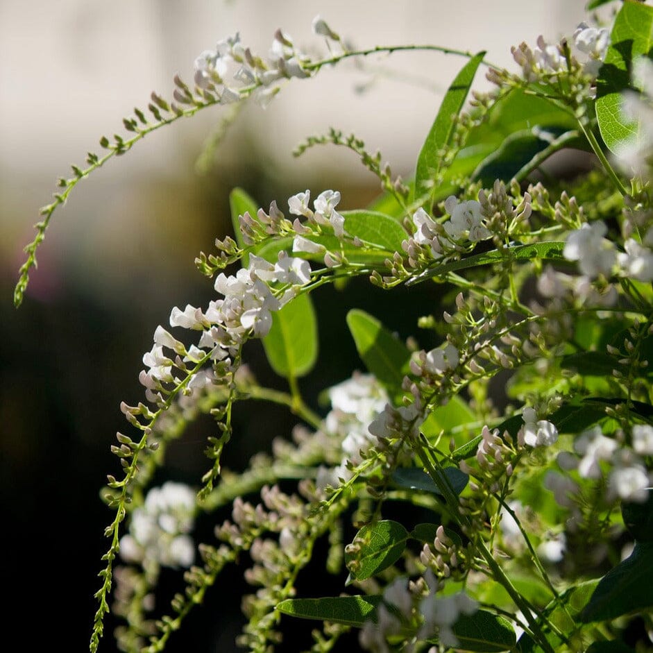 Hardenbergia 'White Out' Brookfield Gardens 