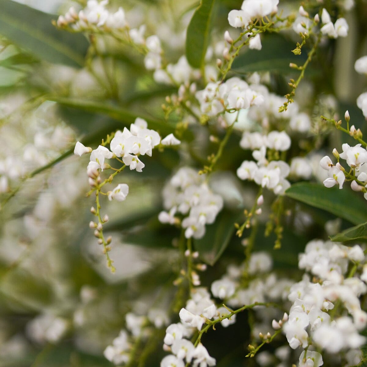 Hardenbergia 'White Out' Brookfield Gardens 