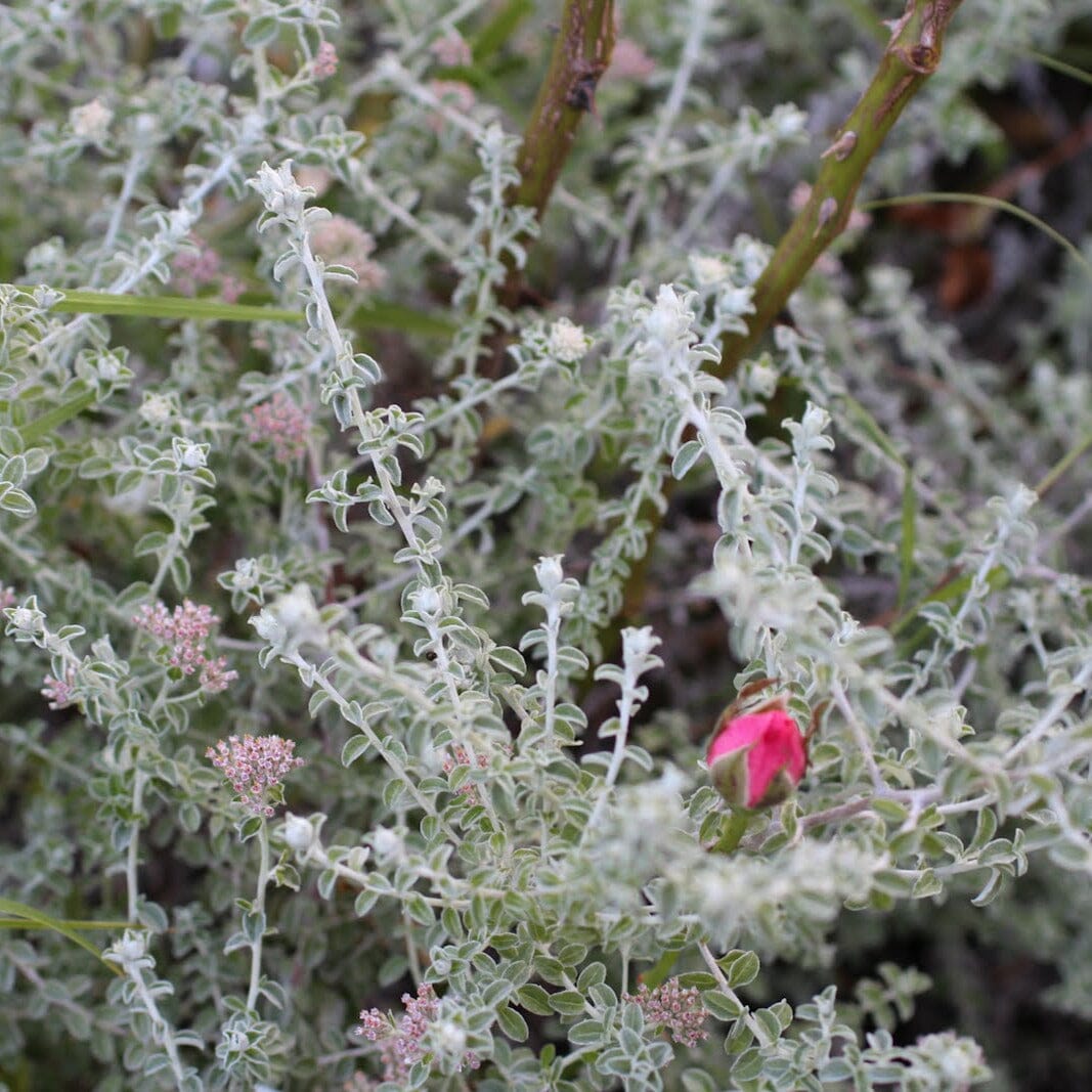 Helichrysum ‘Silver Mist’ Brookfield Gardens 