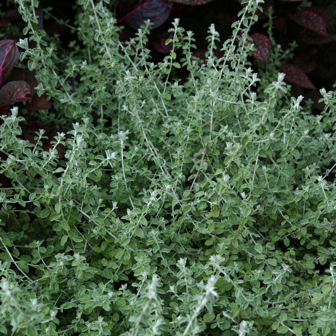 Helichrysum ‘Silver Mist’ Brookfield Gardens 