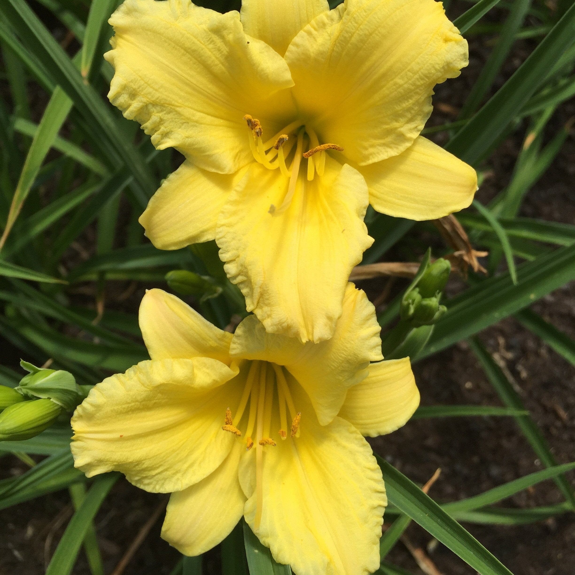 Hemerocallis 'Daylily' Brookfield Gardens 