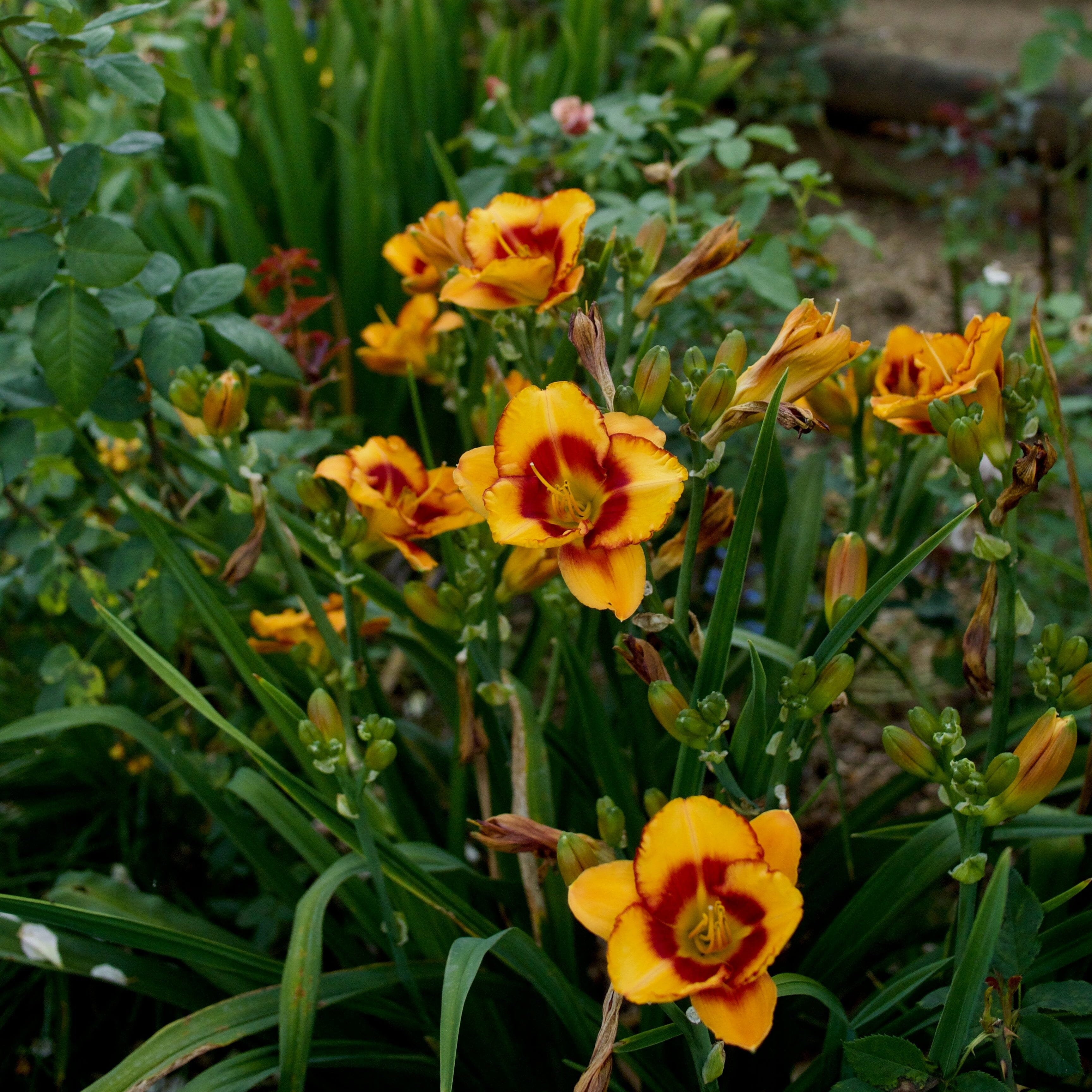 Hemerocallis 'Daylily' Brookfield Gardens 