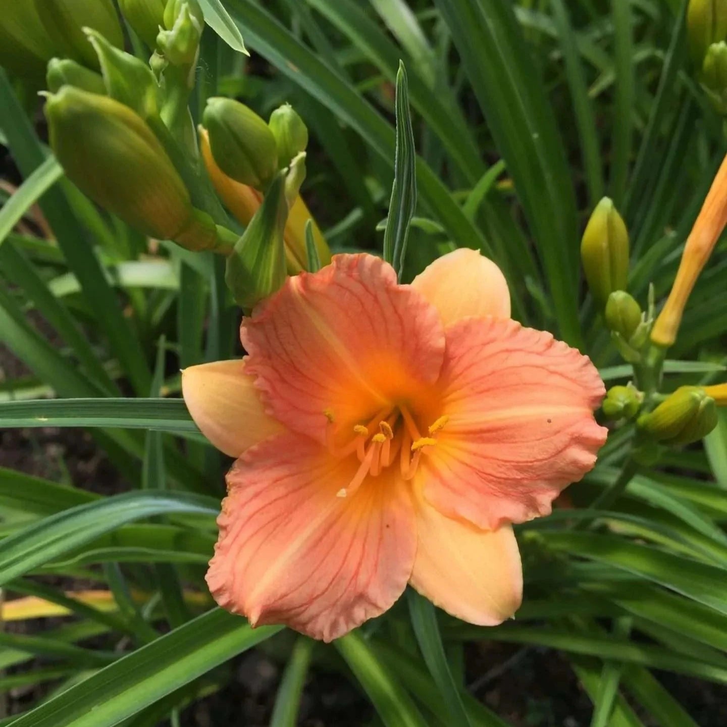 Hemerocallis 'Daylily' Brookfield Gardens 