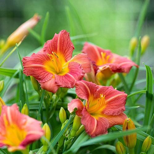 Hemerocallis 'Daylily' Brookfield Gardens 