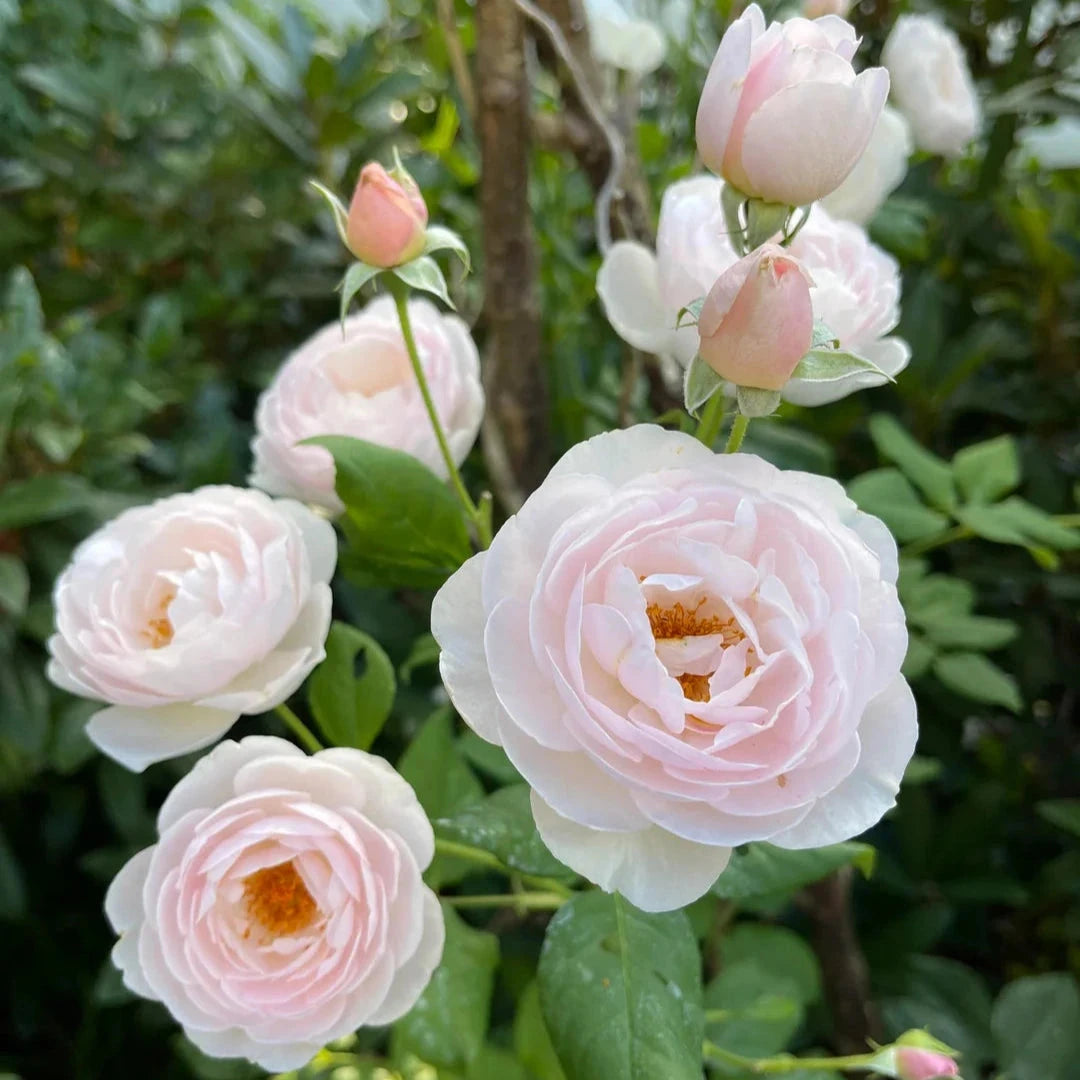 Brookfield Gardens: Brisbane’s top retail destination for gardeners