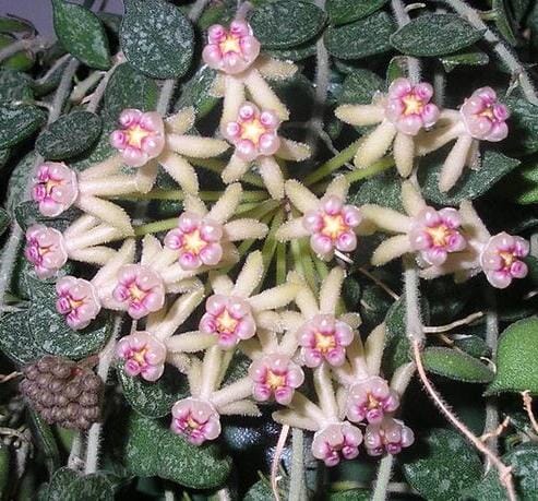 Hoya curtisii Shade Brookfield Gardens 