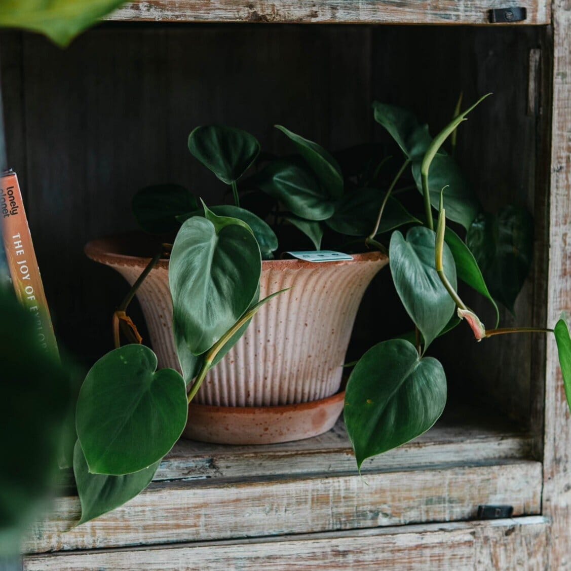 Indoor plant styling workshop Workshop Brookfield Gardens 