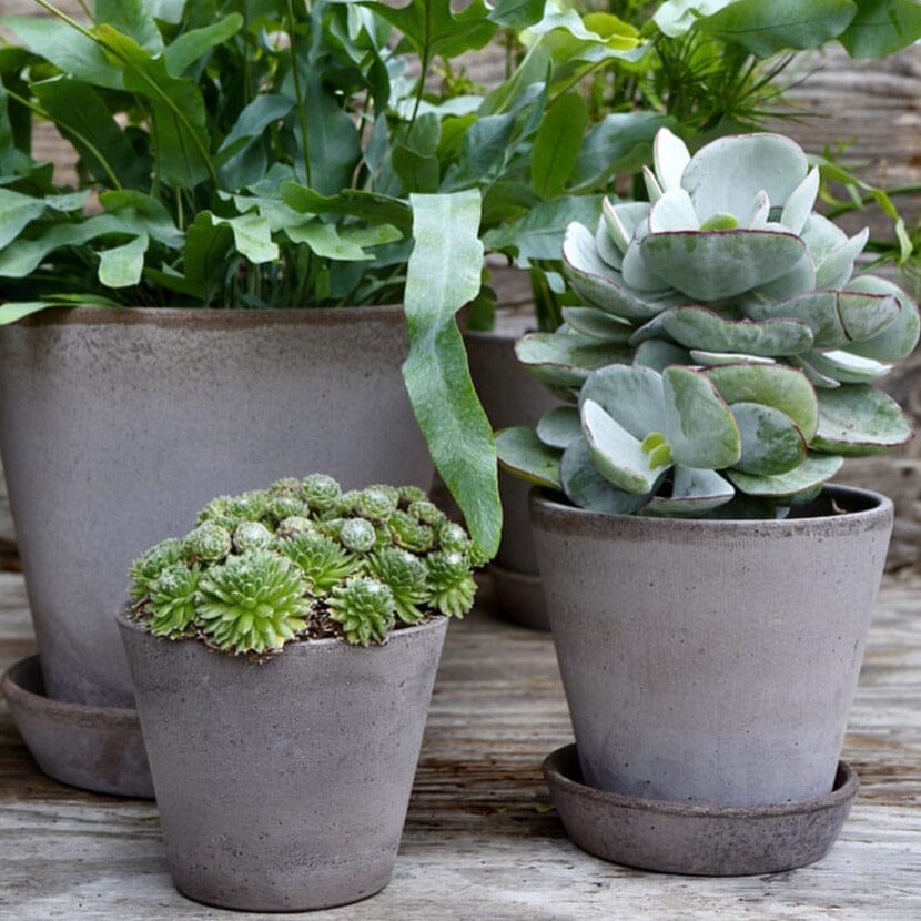 Julie Grey inc Saucer Pots - Berg Berg 