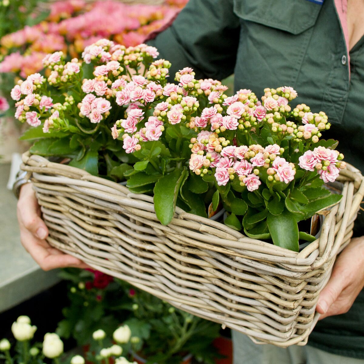 Kalanchoe in Window Basket Hampers Brookfield Gardens 