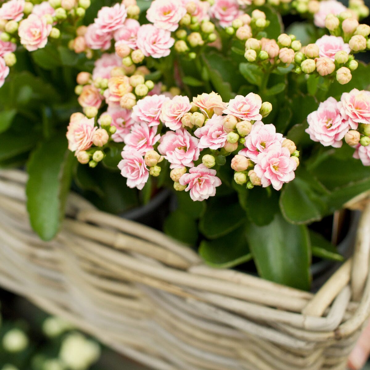 Kalanchoe in Window Basket Hampers Brookfield Gardens 