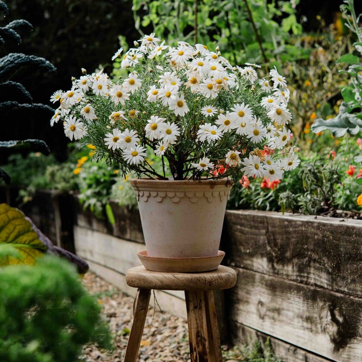 Kobenhavner Rosa inc saucer Pots - Berg Berg 