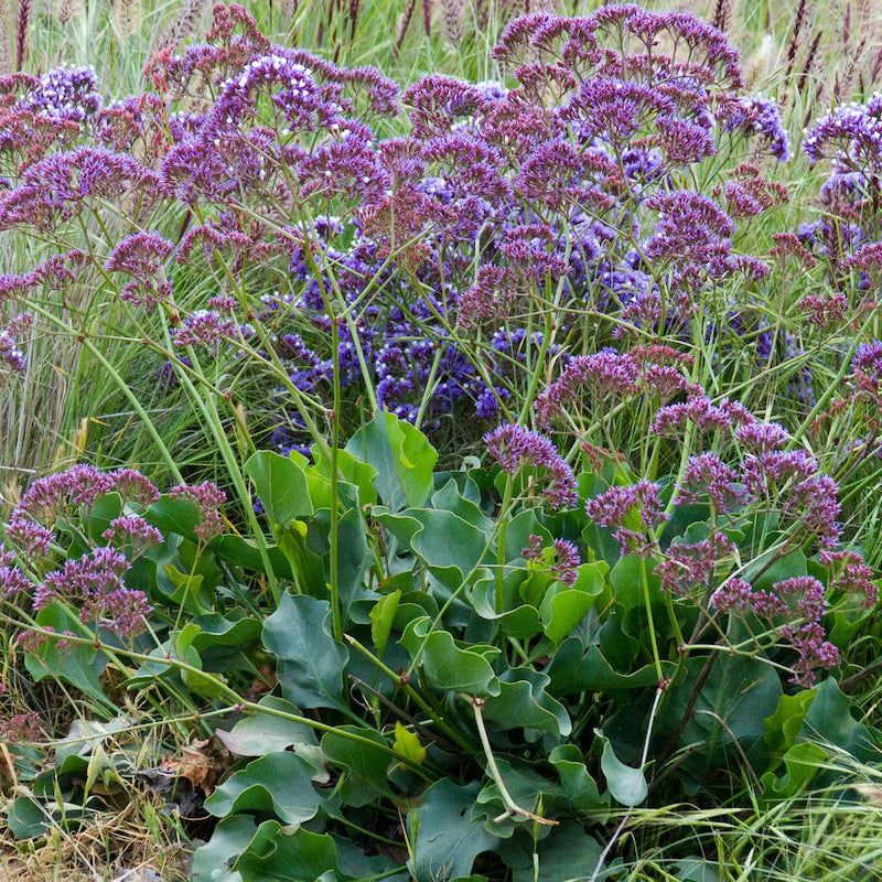 Limonium perezii Blue Rockeries Brookfield Gardens 