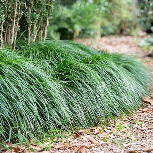 Liriope Emerald Cascade Grasses Brookfield Gardens 