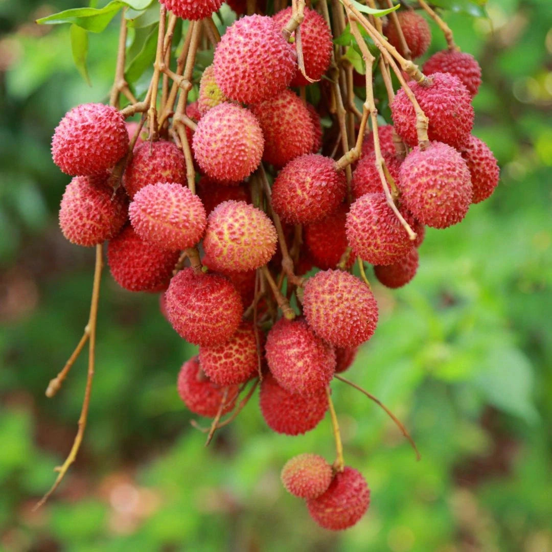 Lychee Fruit Trees Brookfield Gardens 