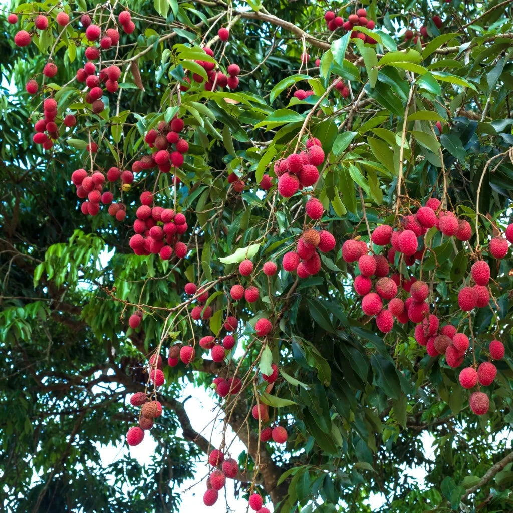 Lychee Fruit Trees Brookfield Gardens 