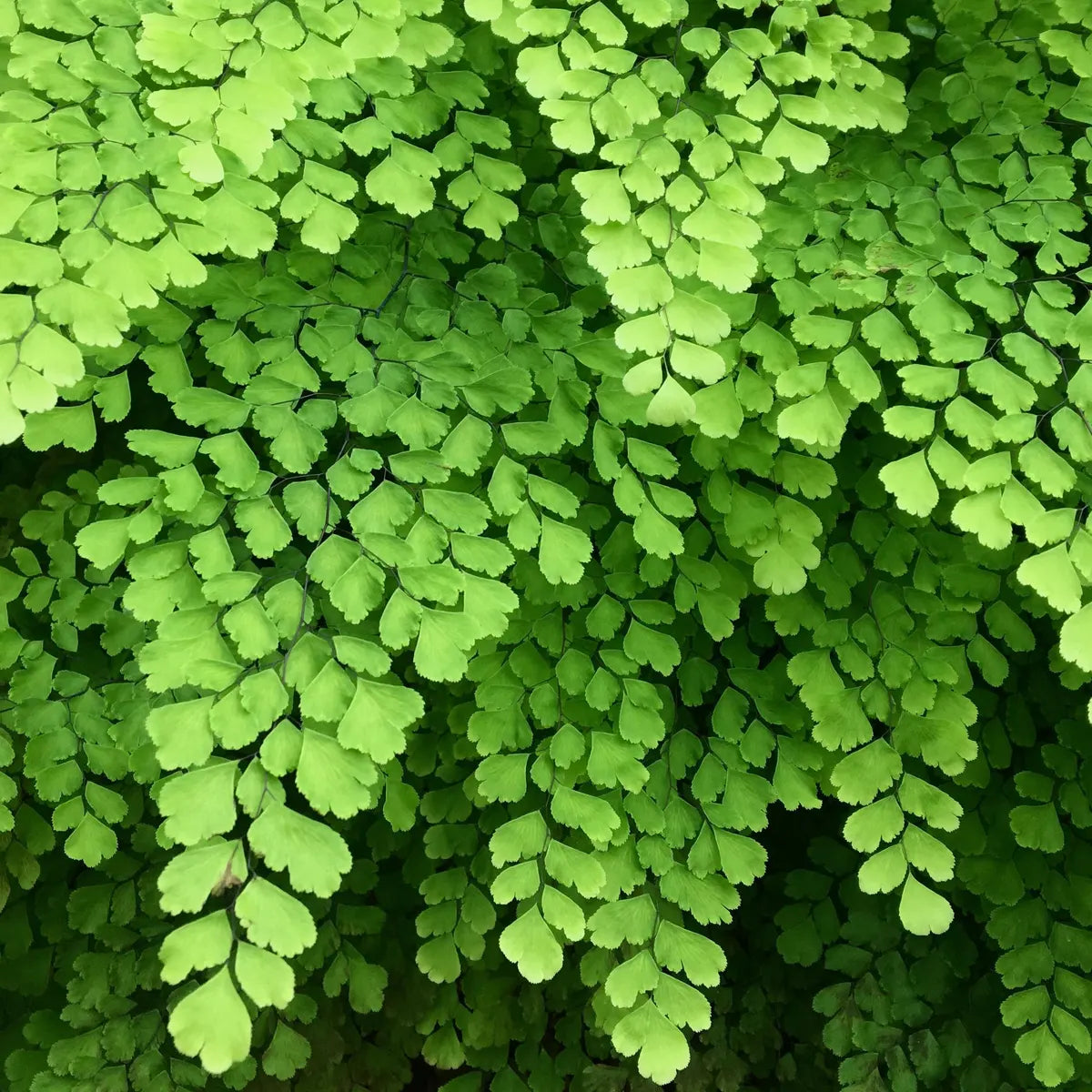 Maidenhair Fern Brookfield Gardens 