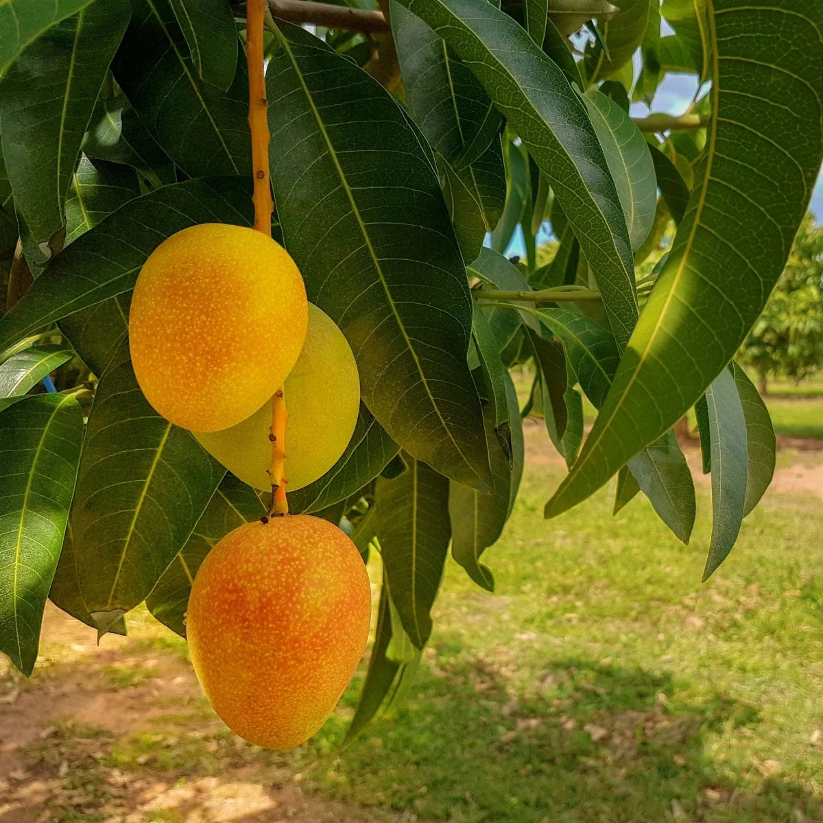 Mango Fruit Trees Brookfield Gardens 