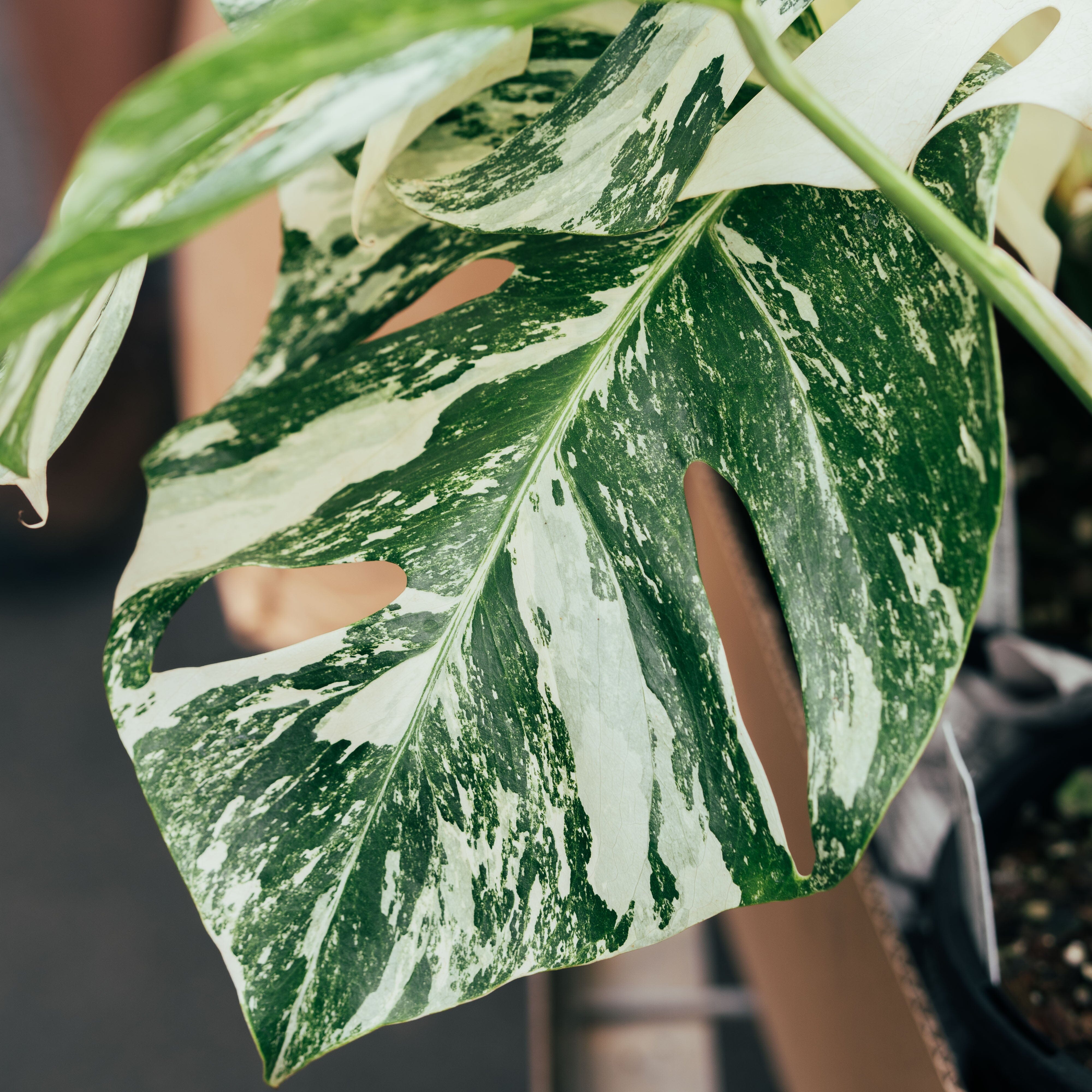 Monstera var borsigiana Shade Brookfield Gardens 