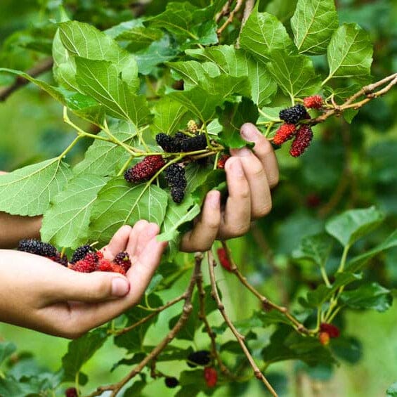 Mulberry Fruit Trees Brookfield Gardens 