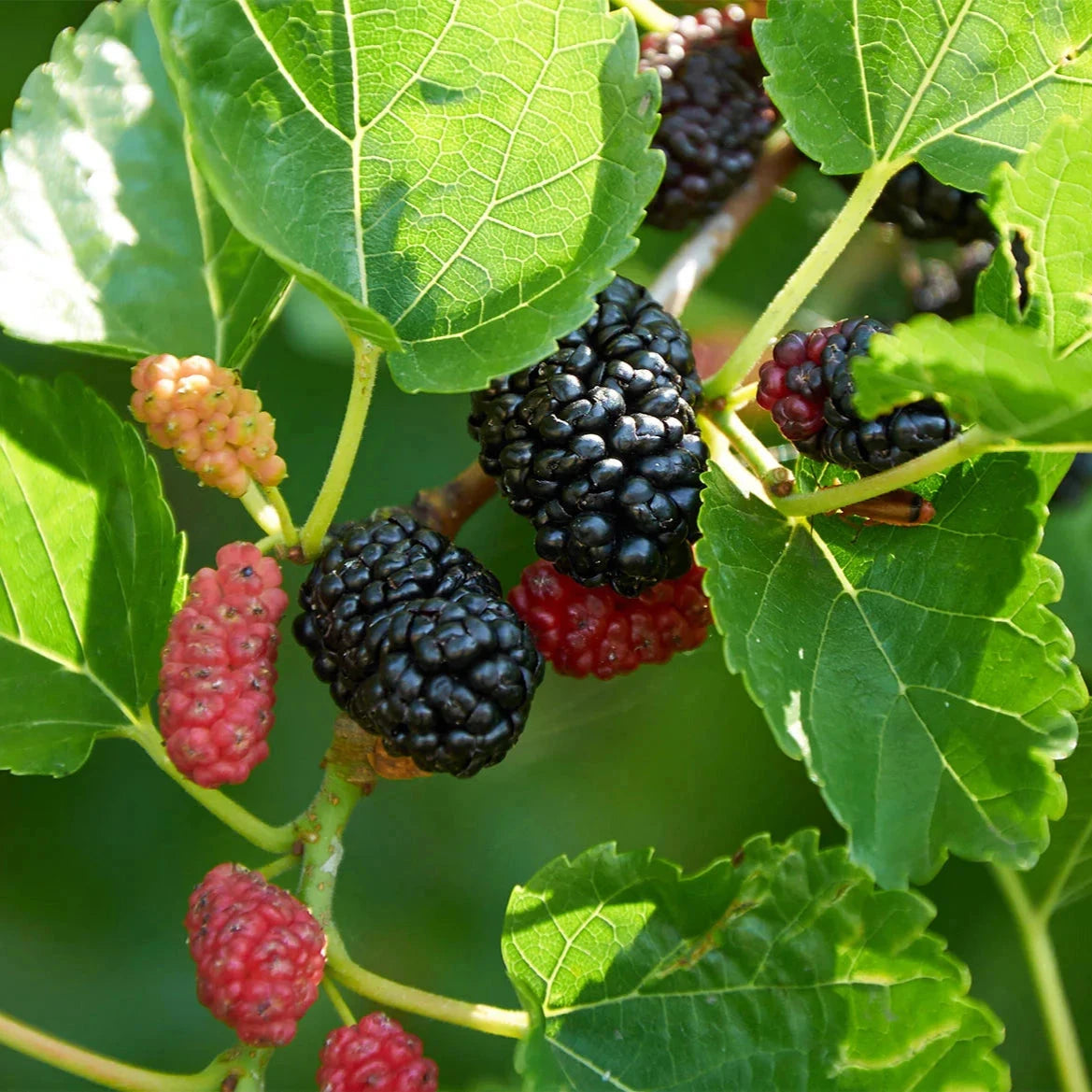 Mulberry Fruit Trees Brookfield Gardens 