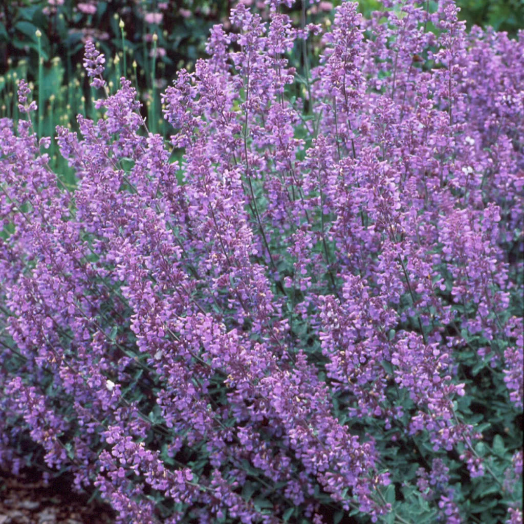 Nepeta 'Walker's Low' displaying masses of lavender-blue flower spikes above soft grey-green foliage, creating a relaxed, cottage-garden effect that attracts bees and butterflies throughout the warmer months.