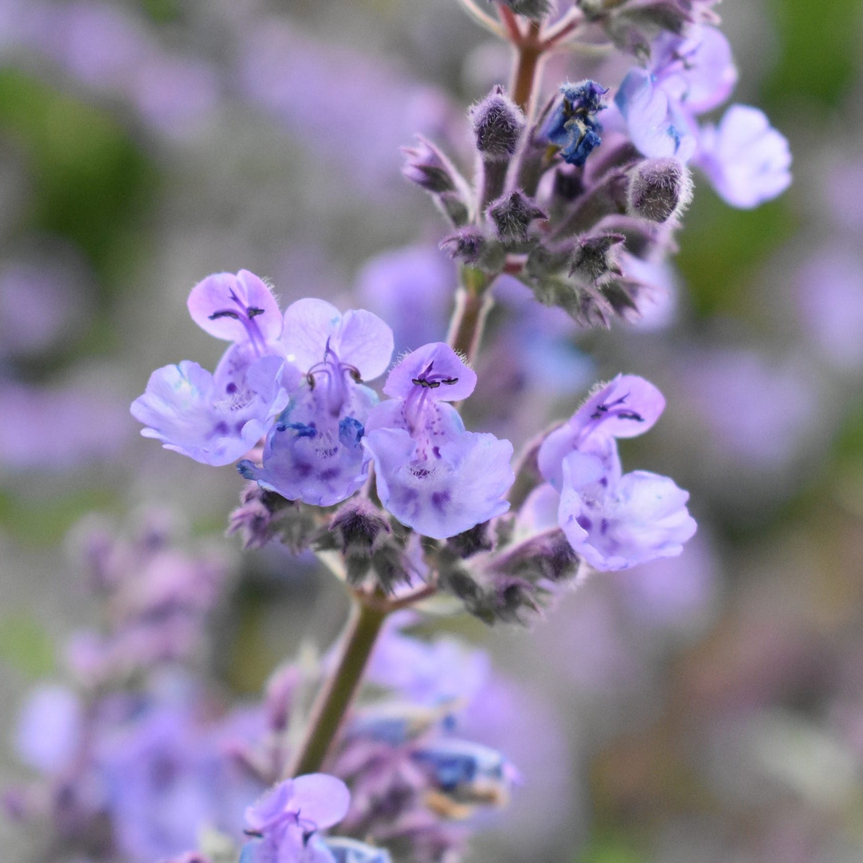 Nepeta 'Walker's Low' displaying masses of lavender-blue flower spikes above soft grey-green foliage, creating a relaxed, cottage-garden effect that attracts bees and butterflies throughout the warmer months.