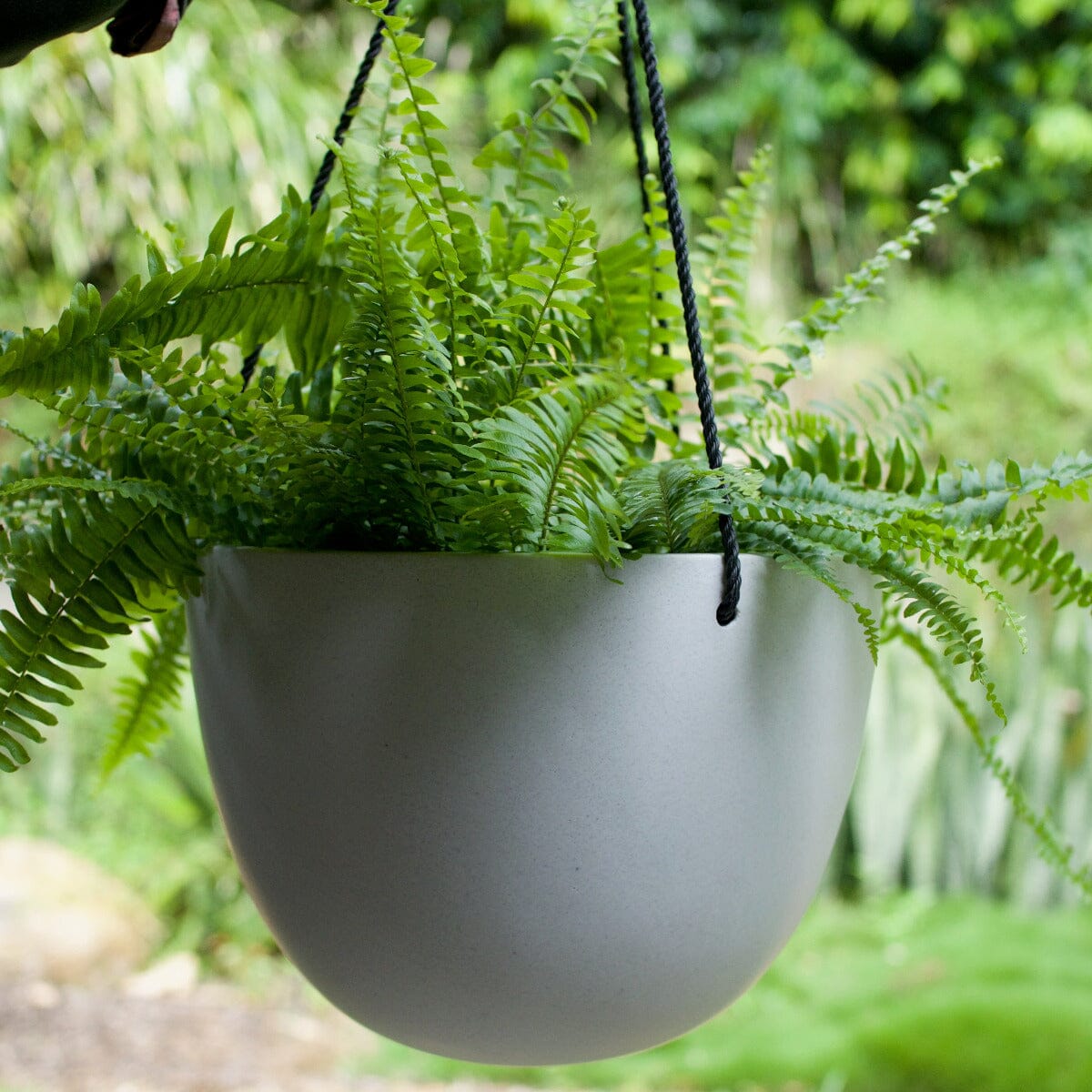 Nephroleppis Boston Fern Brookfield Gardens 