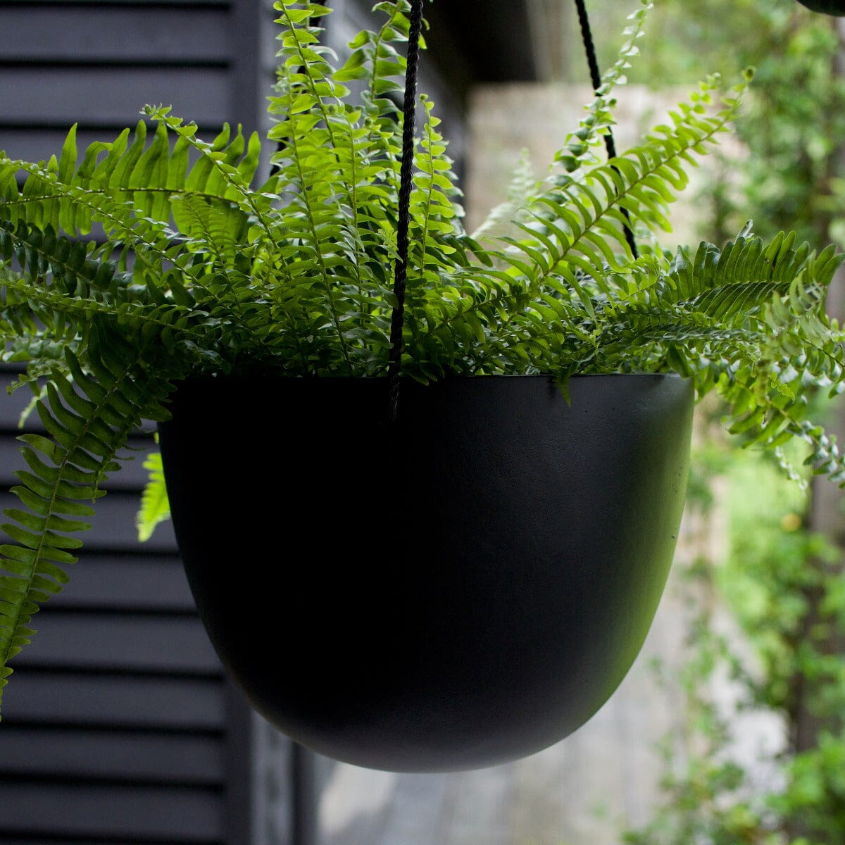 Nephroleppis Boston Fern Brookfield Gardens 