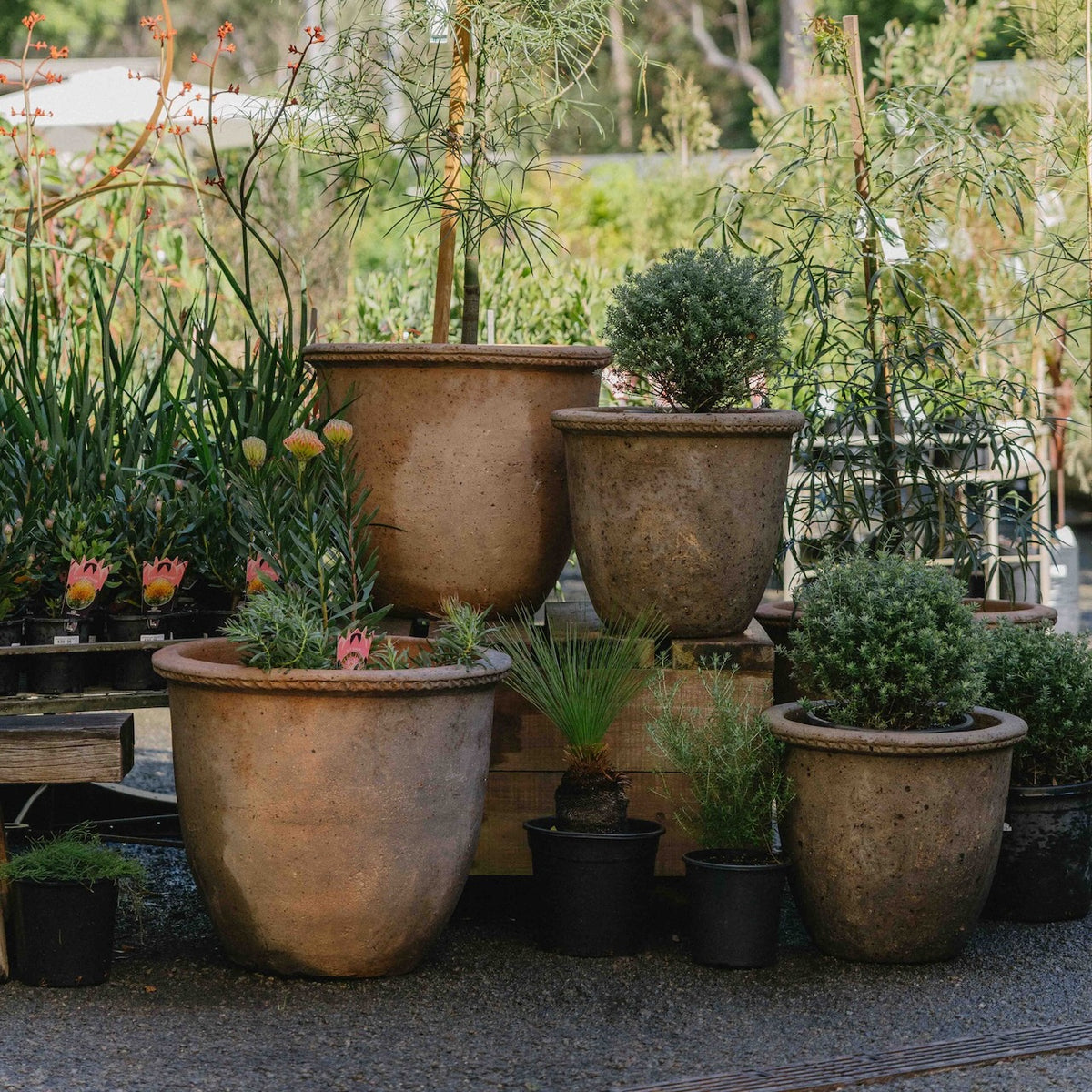 A collection of large, rustic terracotta pots in various sizes, some filled with green plants and others empty, arranged on wooden crates in an outdoor garden nursery setting.
