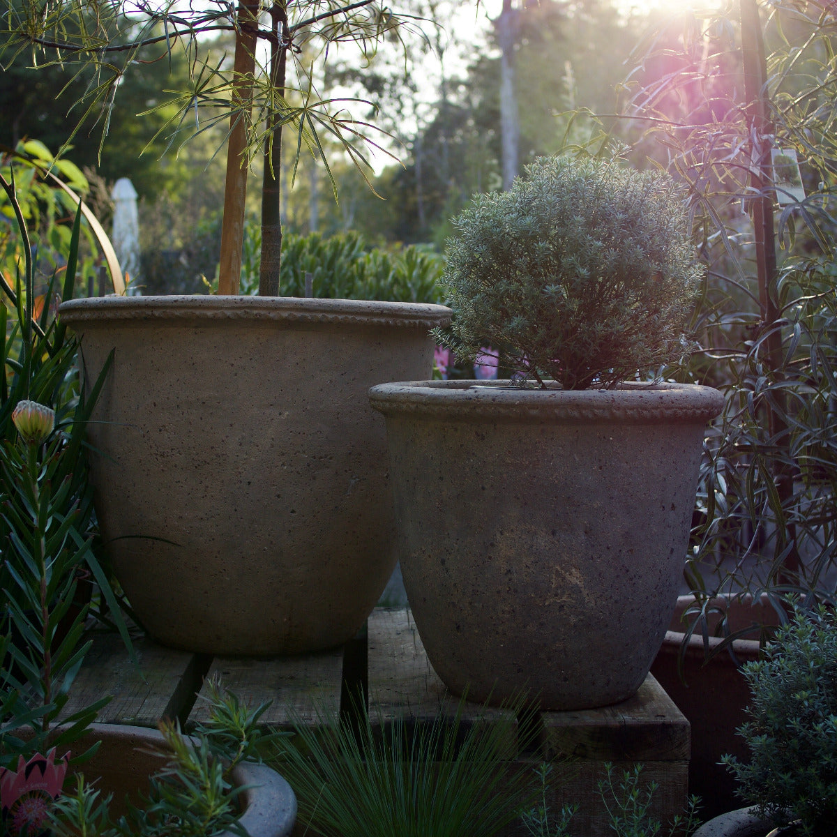 Two large textured concrete planter pots in a garden setting, one empty and one containing a small bush, with warm sunlight filtering through the background foliage.