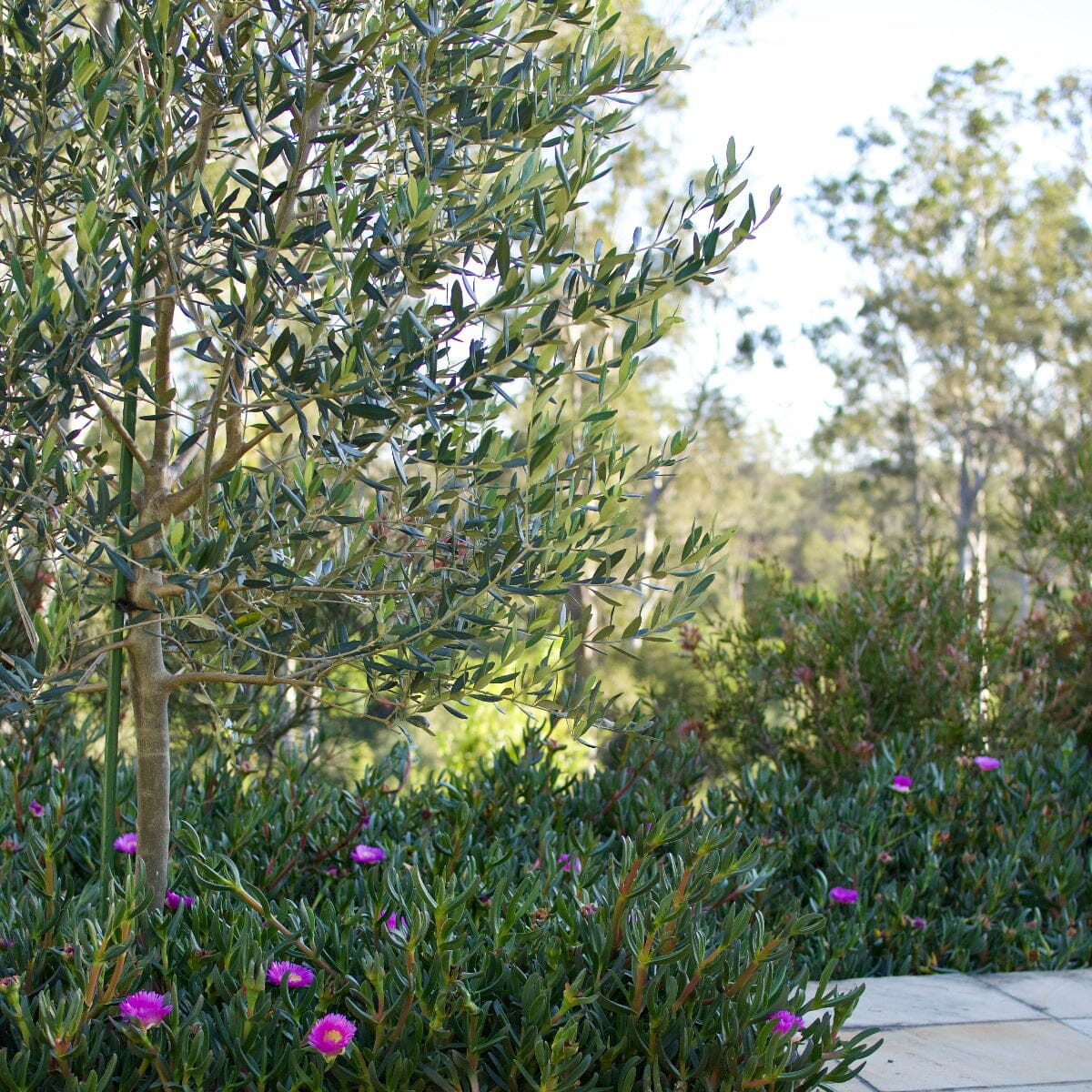 Olive tree Brookfield Gardens 