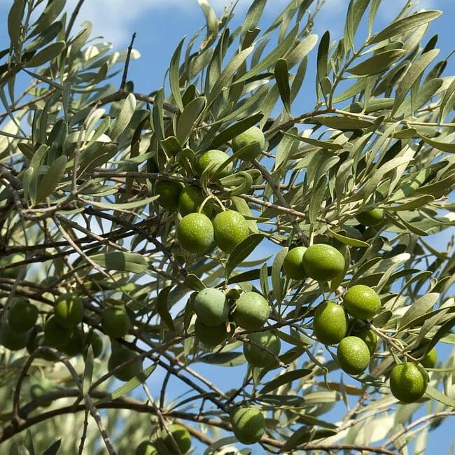 Olive Workshop *Club Members Only* Workshop Brookfield Gardens 