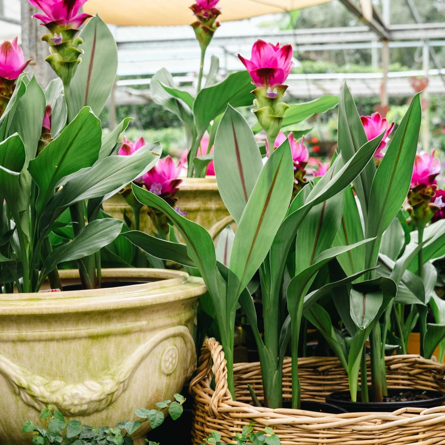 ornamental ginger siam tulip tropical brisbane garden Brookfield Gardens