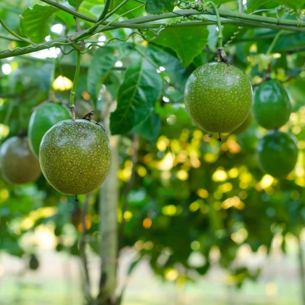 Passionfruit Fruit Trees Brookfield Gardens 