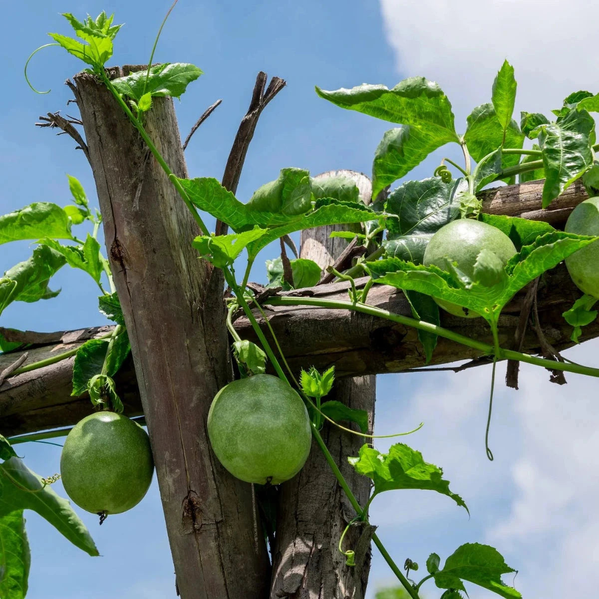 Passionfruit Fruit Trees Brookfield Gardens 