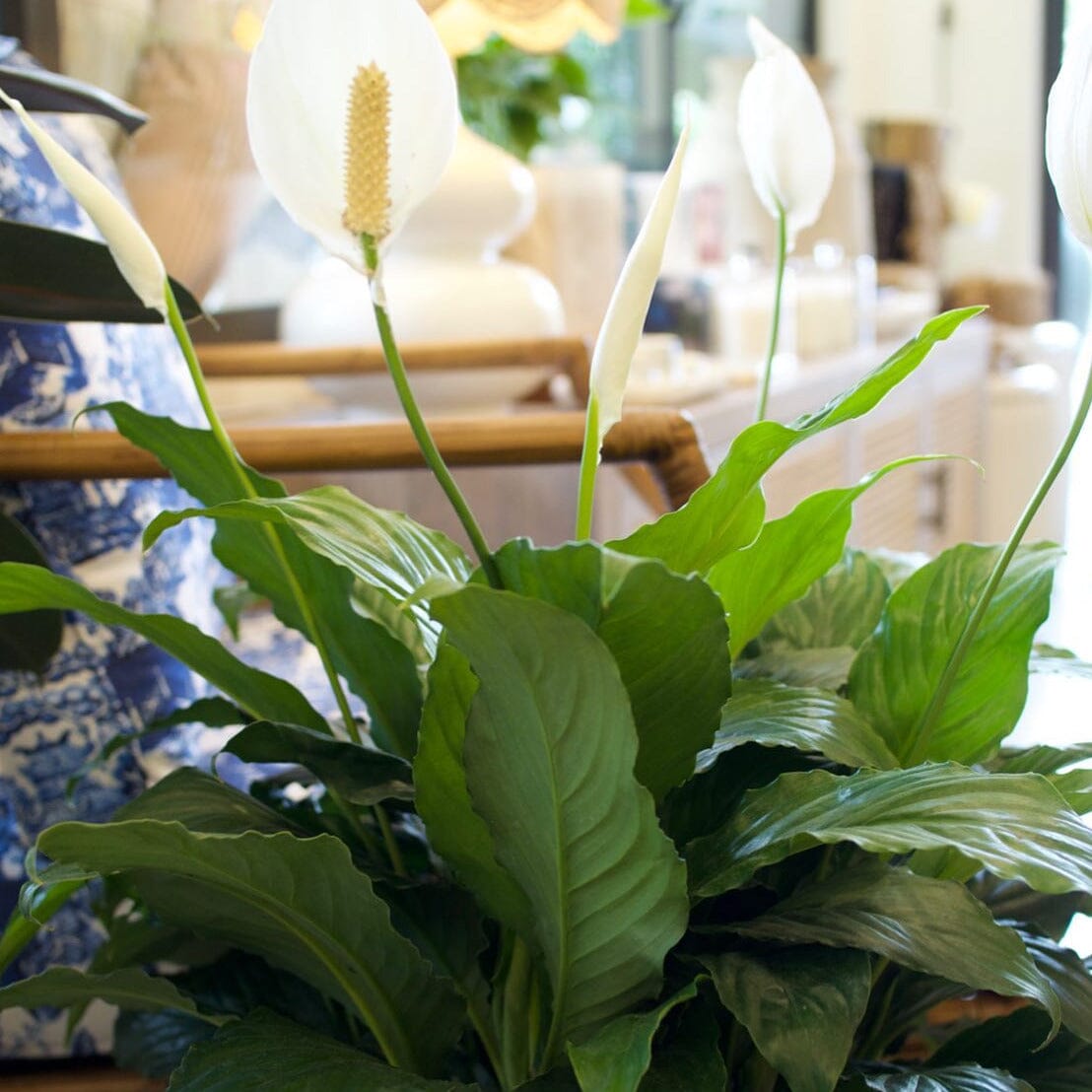 Peace Lily, Spathiphyllium Brookfield Gardens 