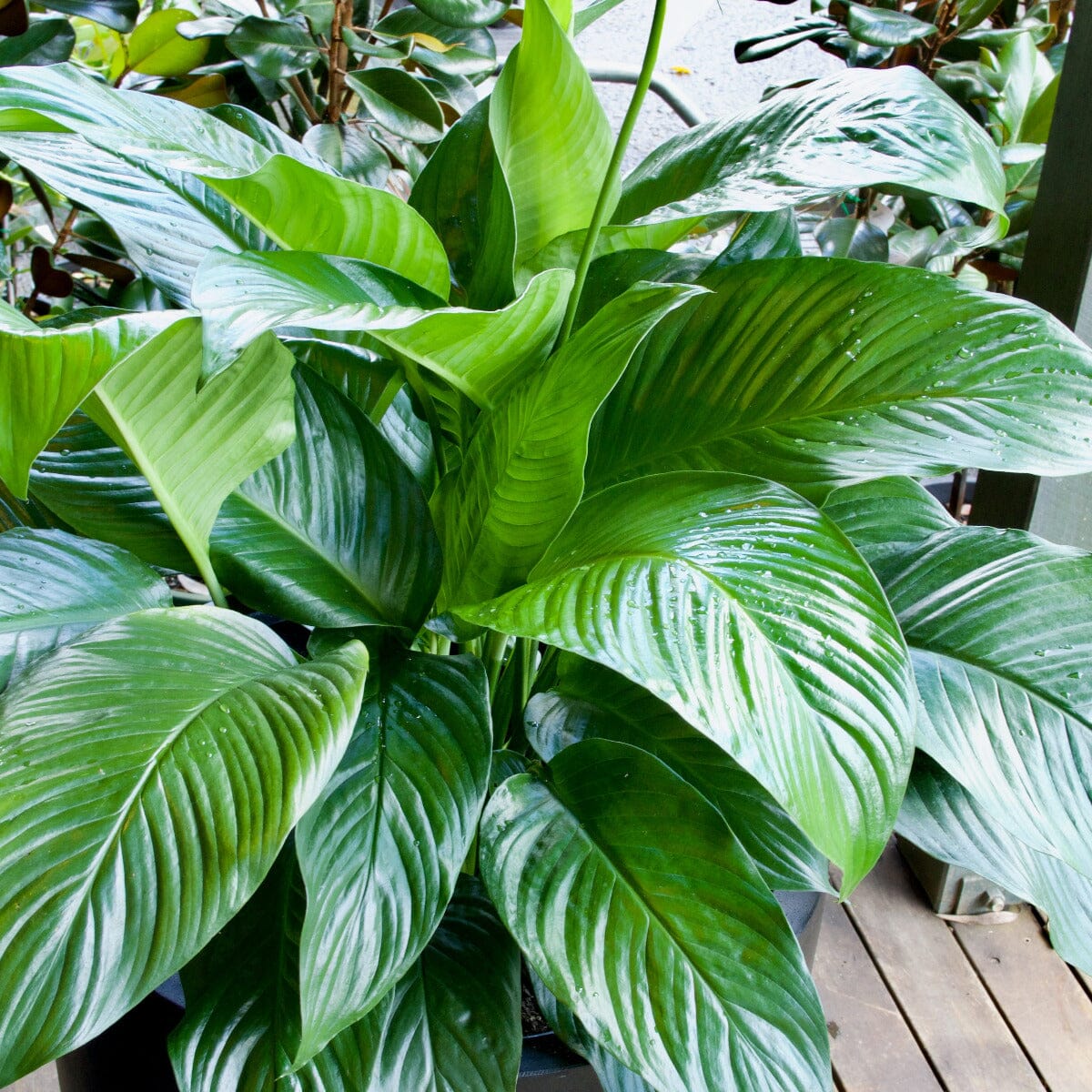 Peace Lily, Spathiphyllium Brookfield Gardens 