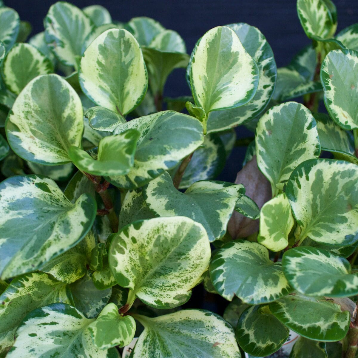 Peperomia Assorted Brookfield Gardens 