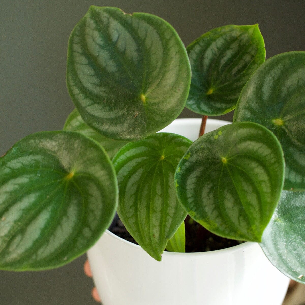 Peperomia Watermelon Brookfield Gardens 